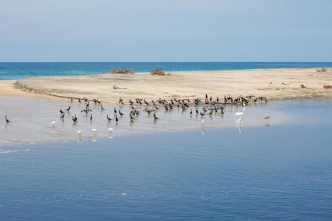 Huatulco: Ecotour de cocodrilos y tortugas