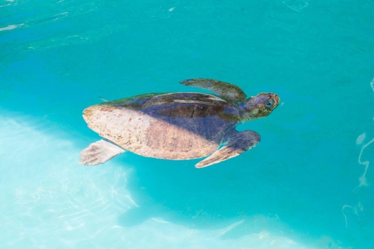 Huatulco: Ecotour de cocodrilos y tortugas