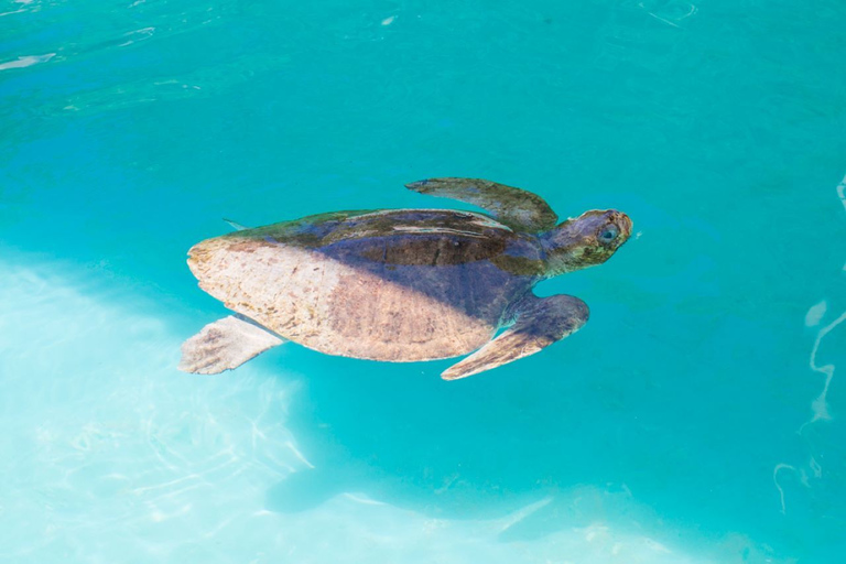 Huatulco : écotour crocodile et tortue