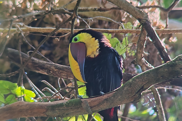 Manuel Antonio National Park: Wildlife-Watching Guided Hike