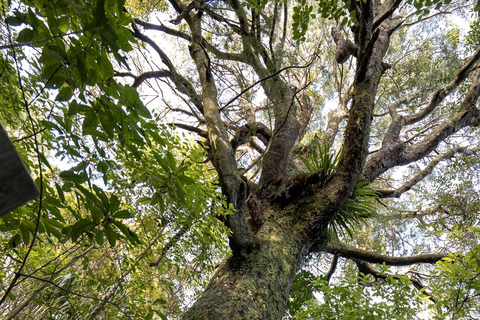 Kāpiti: Kiwi Icons Tour at Ngā Manu Nature Reserve