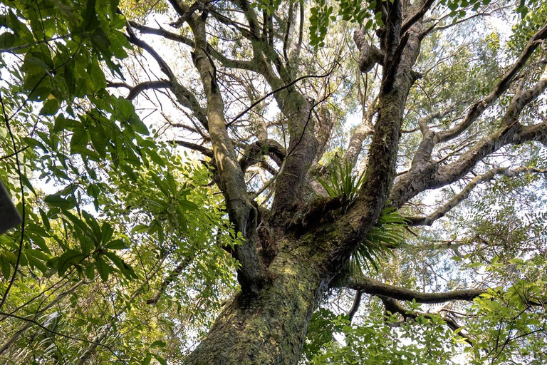Kāpiti: Kiwi Icons Tour at Ngā Manu Nature Reserve