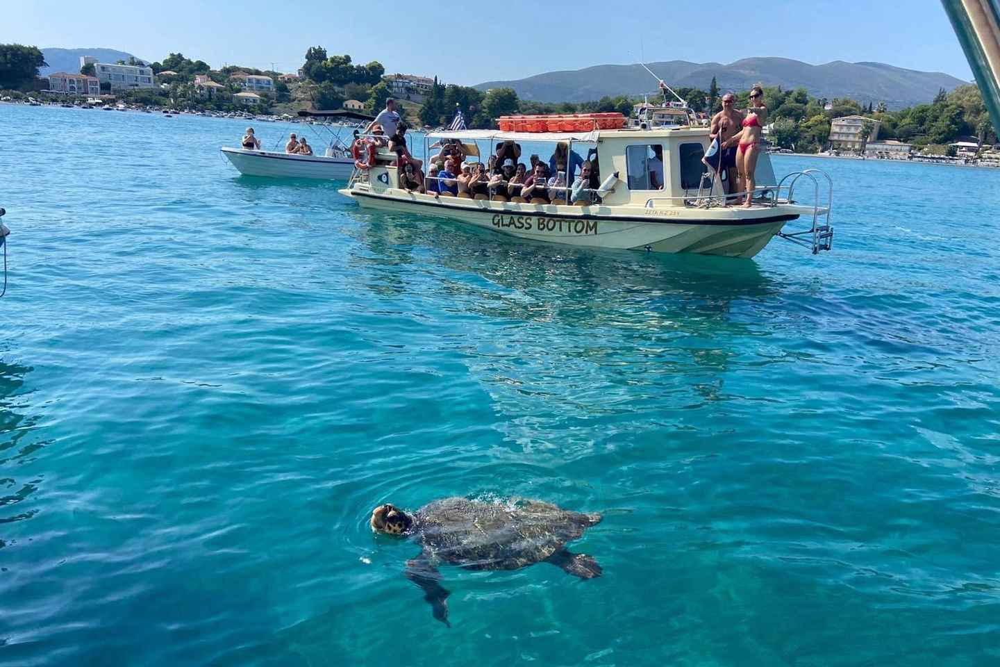 Glass boat cruises to spot turtles - Glass boat cruises to spot turtles