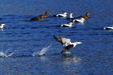 Tromsø: Fjord-Kreuzfahrt auf der Luxusjacht