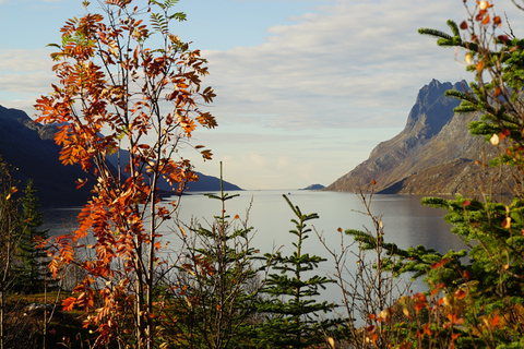 Tromsø: Tesla X Luxury Electric Car: Fjord sightseeing i Tromsø