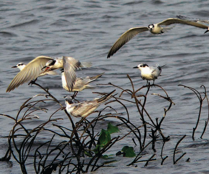 Habarana: Guided Birdwatching Tour