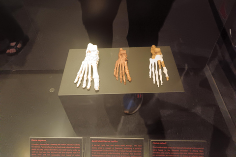 Johannesburg: Cradle Of Humankind & Fossil Discovery Tour