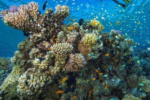 Mnemba Island: Guided Snorkeling & Dolphin Swim Experience Private Mnemba Island Snorkeling and dolphin swim