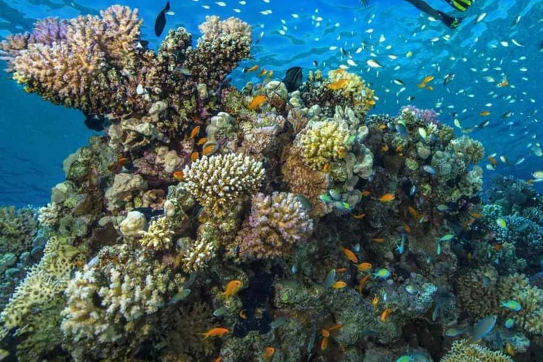 Mnemba Island: Guided Snorkeling & Dolphin Swim Experience Private Mnemba Island Snorkeling and dolphin swim