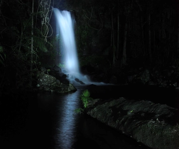 Gold Coast: Evening Rainforest and Glow Worm Experience