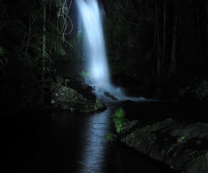 Gold Coast: esperienza nella foresta pluviale serale e lucciola