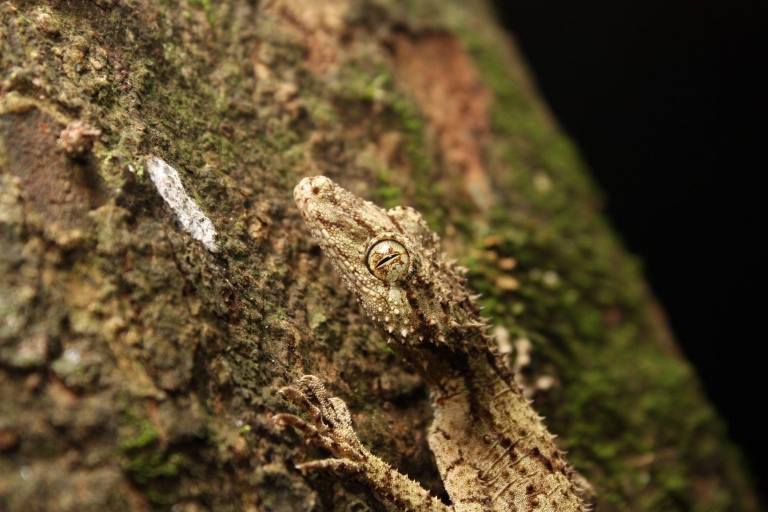Costa Dorada: Experiencia nocturna en la selva tropical y con lombrices incandescentes