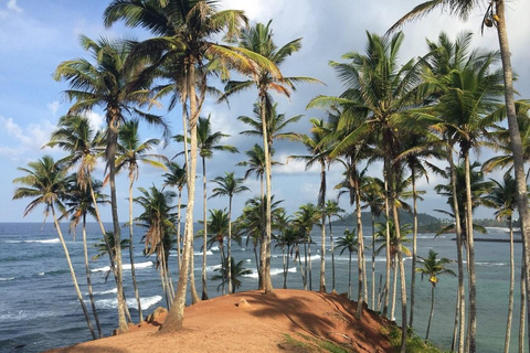 From Colombo: Mirissa Coconut Tree Hill, Beach & Rock Tour