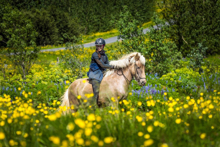 Desde Reikiavik: cabalgatas de día completo y tour al Círculo DoradoExcursión a caballo de todo el día y recorrido del Círculo Dorado, incluye recogida