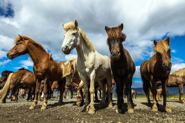 De Reykjavik: équitation d'une journée et tour du cercle d'orRandonnée à cheval et journée autour du cercle d'or - ramassage inclus