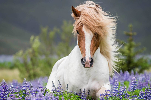 Desde Reikiavik: cabalgatas de día completo y tour al Círculo DoradoExcursión a caballo de todo el día y recorrido del Círculo Dorado, incluye recogida