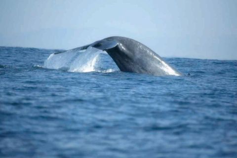 Mirissa: Whale Watching Tour
