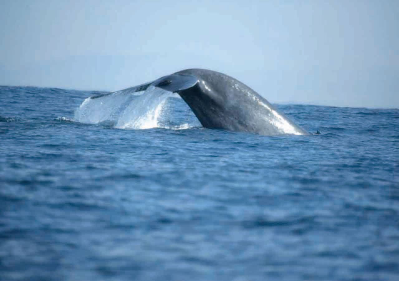 Walbeobachtung Bootstour ab Galle