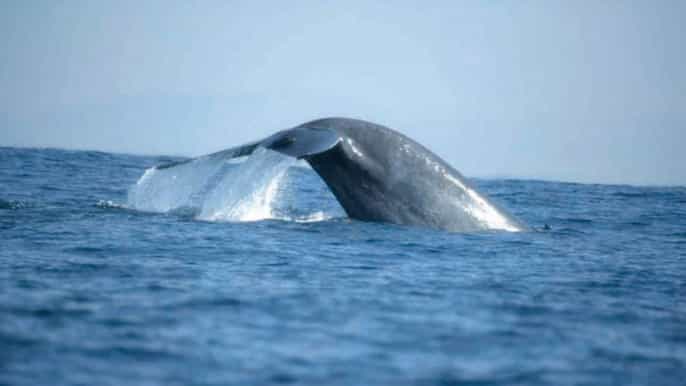mirissa whale watching tour
