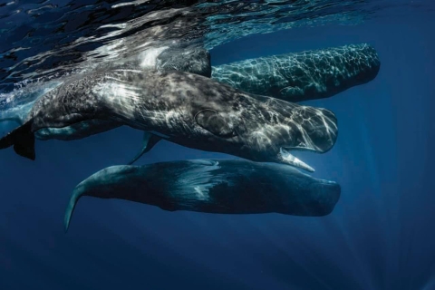Mirissa: Wycieczka z obserwacją wielorybów