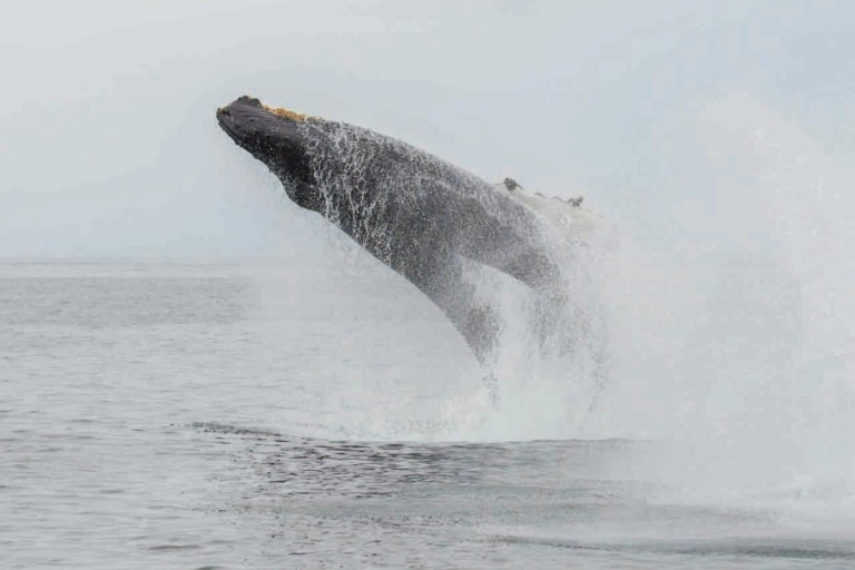 Mirissa: Excursión de avistamiento de ballenas