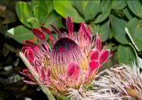 Oudtshoorn, Swartberg Pass Tour with Traditional Lunch - Housity