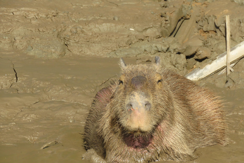 Puerto Maldonado: Tambopata Candamo 5-day expeditions