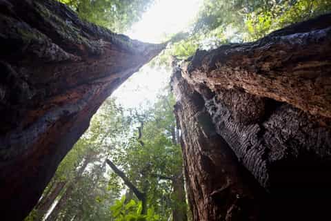 Muir Woods, Sausalito and San Francisco Bay Cruise