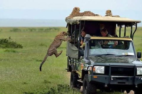 Tour di un giorno della fauna selvatica di Amboseli e visite ai villaggi Masai