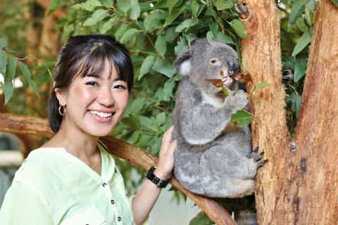 port macquarie billabong koala and wildlife park ticket