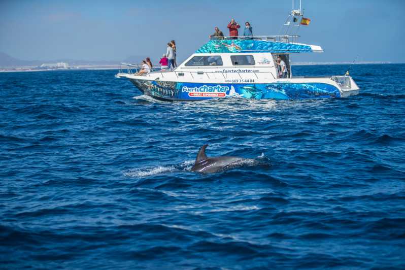 Fuerteventura: osservazione dei delfini sull'isola di Lobos
