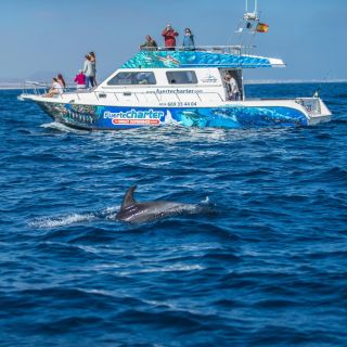Fuerteventura: Dolphin Watching Lobos Island