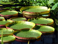 From Manaus, 3, 4 or 5-Day Tour at Tapiri Rio Negro Lodge - Housity
