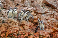 Paracas, promenade en bateau des îles Ballestas - Hizvo