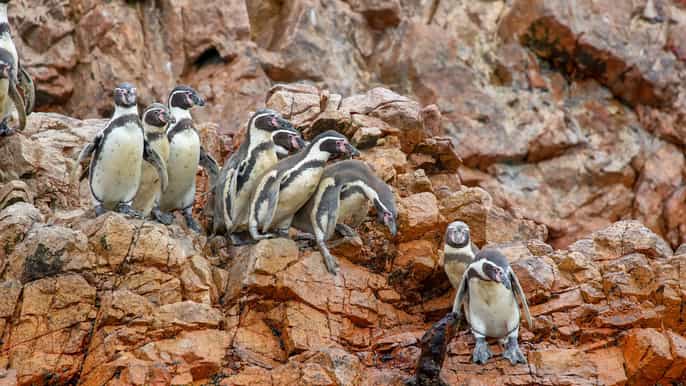 paracas ballestas islands morning boat tour
