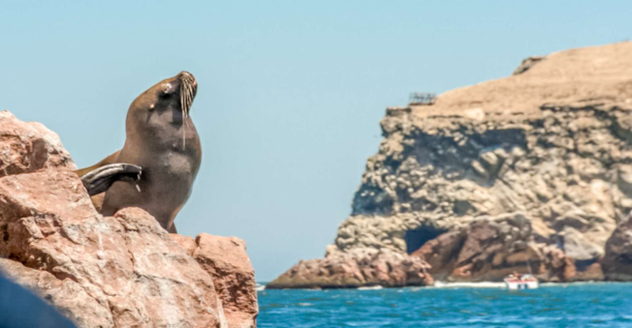 Paracas, Ballestas Islands Mattina giro in barca - Hizvo