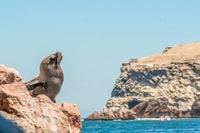 Paracas, promenade en bateau des îles Ballestas - Hizvo
