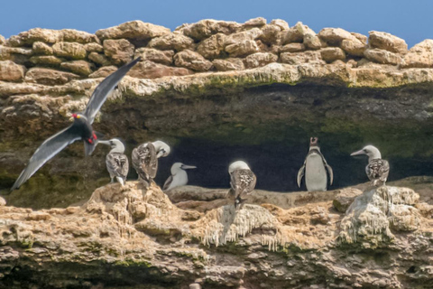 Paracas: Ballestas Islands Morning Boat Tour