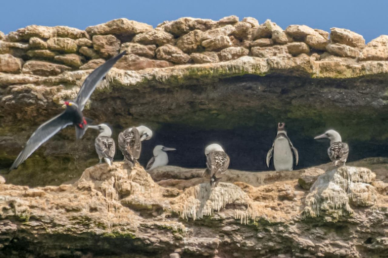 Paracas: Ballestas Islands Morning Boat Tour