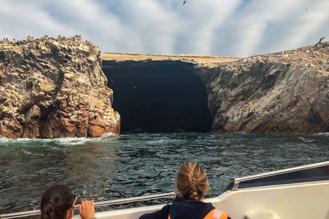 Paracas: Ballestas Islands Morning Boat Tour