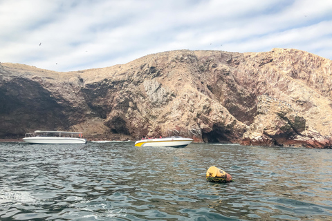 Paracas: Ballestas Islands Morning Boat Tour