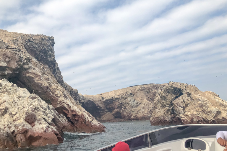 Paracas: Ballestas Islands Morning Boat Tour