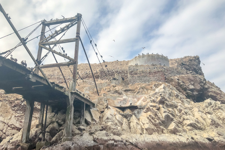 Paracas: Ballestas Islands Morning Boat Tour