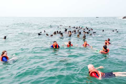 Lima: Swim with Wild Sea Lions at Palomino Islands