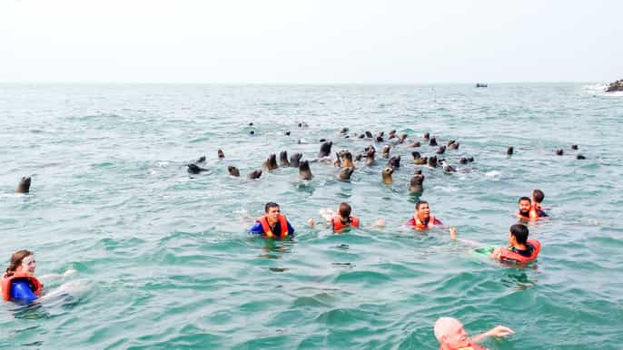 lima swim with wild sea lions at palomino islands