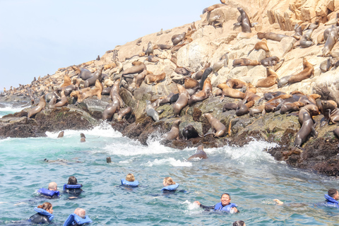 Lima: Palomino Schnellboot-Tour &amp; Schwimmen mit Seelöwen