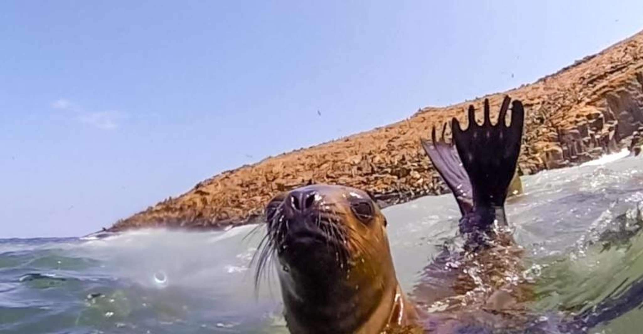 Lima: Palomino Islands Speedboat Tour & Swim with Sea Lions - Lima