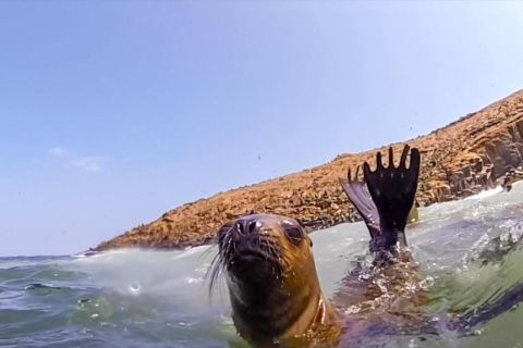 Isole Palomino: tour in motoscafo e bagno con i leoni marini