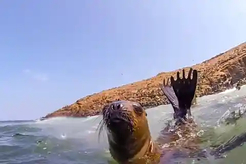 Lima: Excursión en lancha rápida a las Islas Palomino y baño con leones marinos
