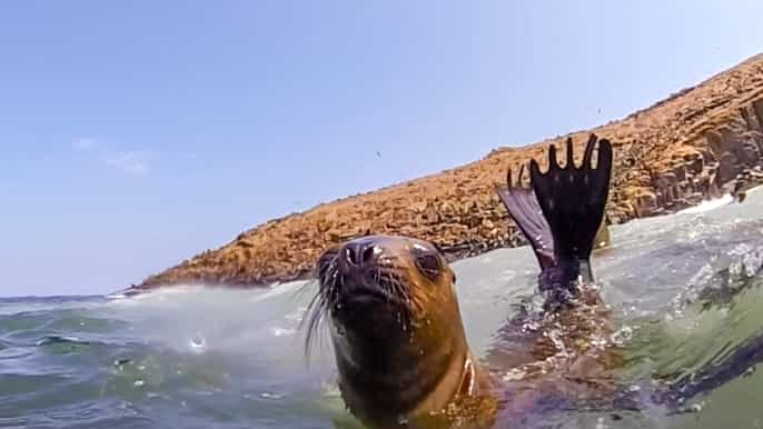 from lima swim with sea lions on the palomino islands